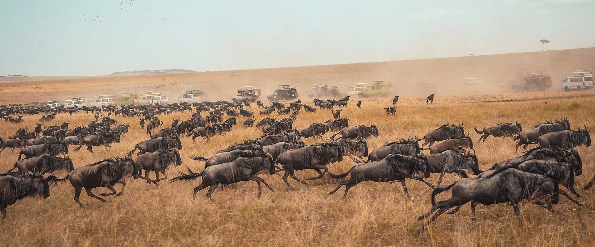 3 Days Maasai Mara Safari TrippyGO Tours & Travel