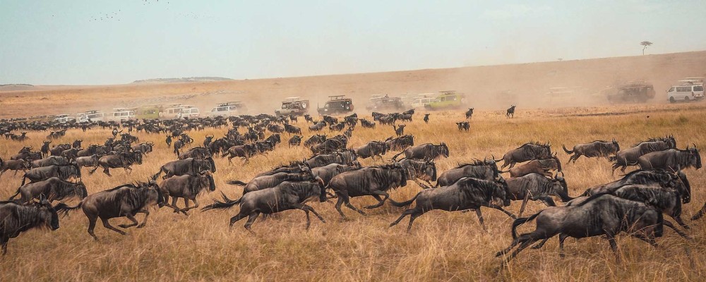 3 Days Maasai Mara Safari