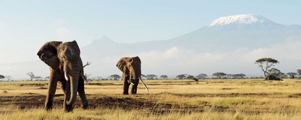 Mashujaa Weekend 3 Days Bush Safari | Masai Mara, Amboseli, Tsavo & Samburu