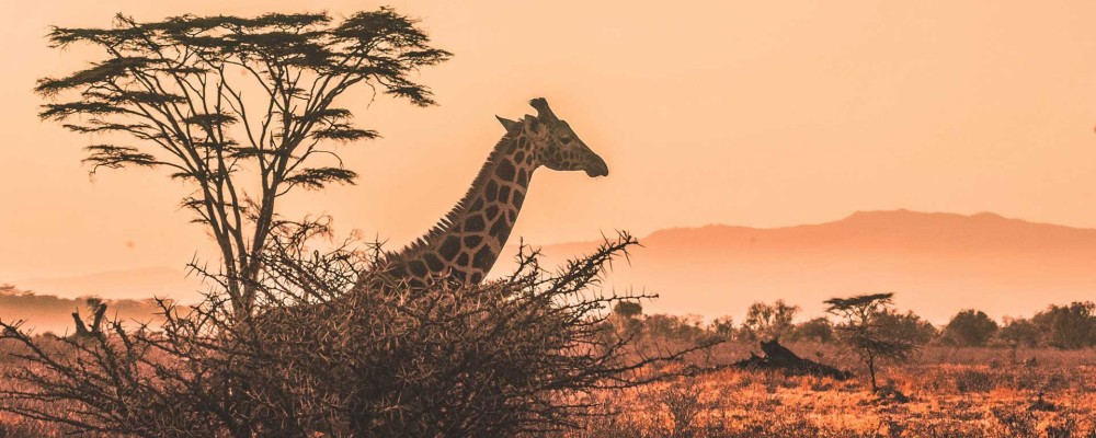 Tsavo 3 Days 2 Nights Safari Packages