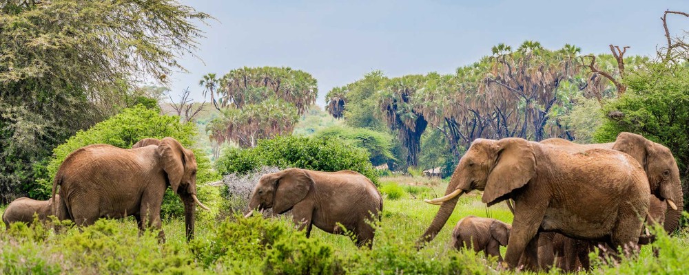 Samburu 3 Days 2 Nights Safari Package