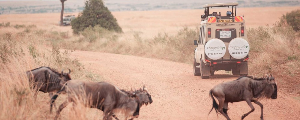 Bush Safari Christmas & New Year Packages | 3 Days & 2 Nights Deals | Masai Mara