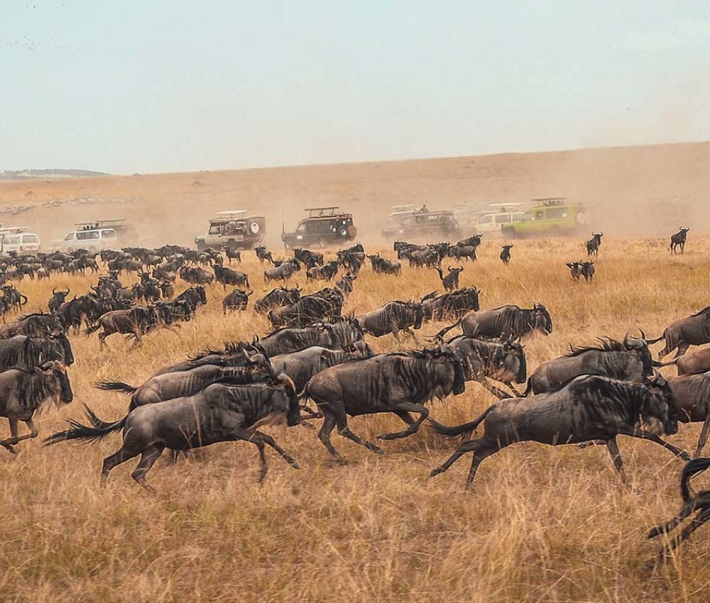 3 Days Maasai Mara Safari