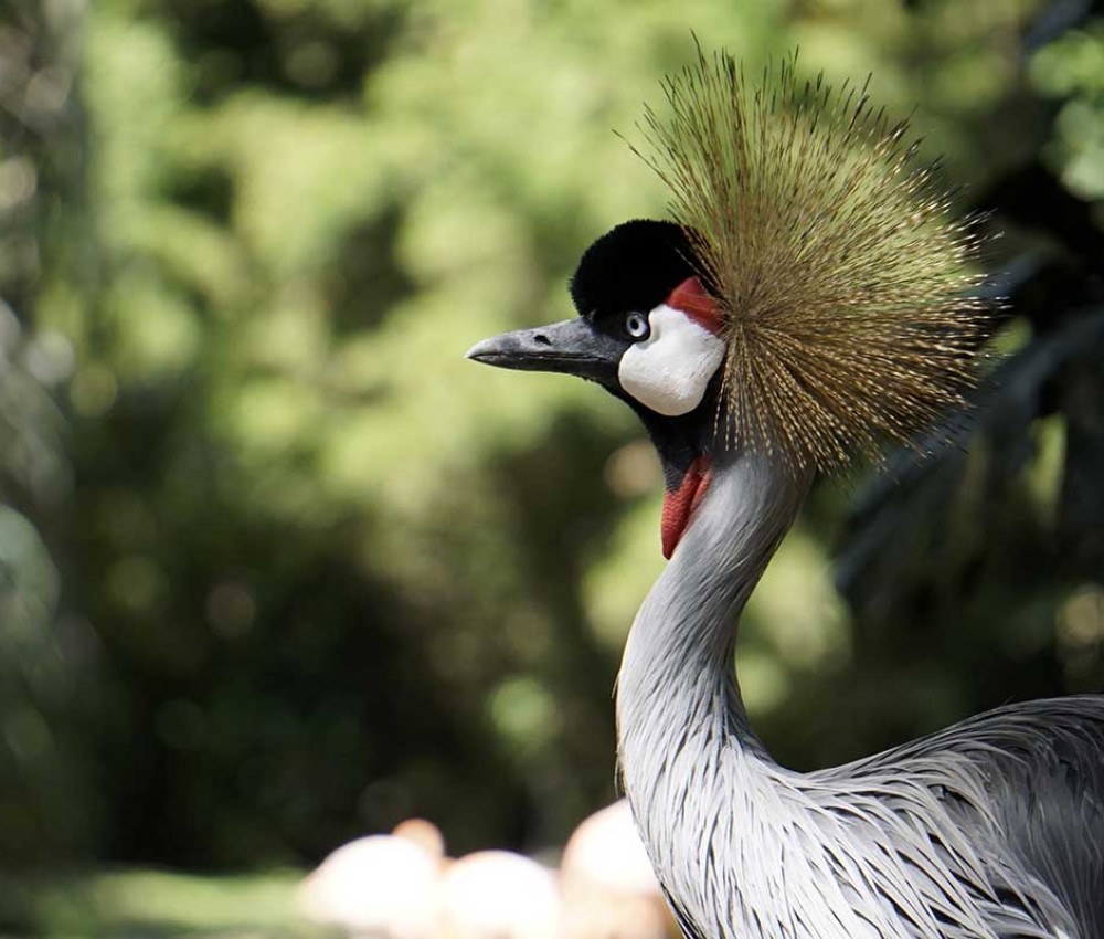 Uganda