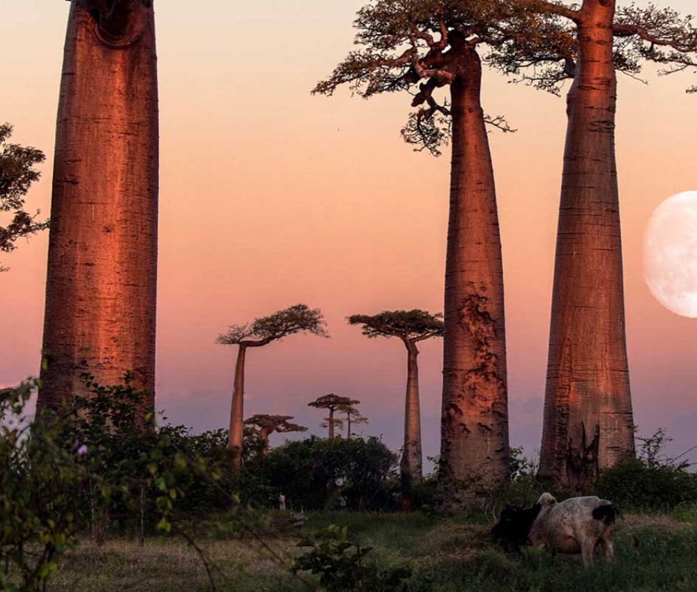 Madagascar Packages