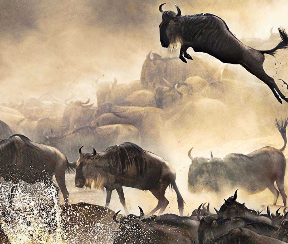 Wildebeest Migration Safari Packages | 3 Days 2 Nights Safari Package | Mara, Samburu, Amboseli & Tsavo