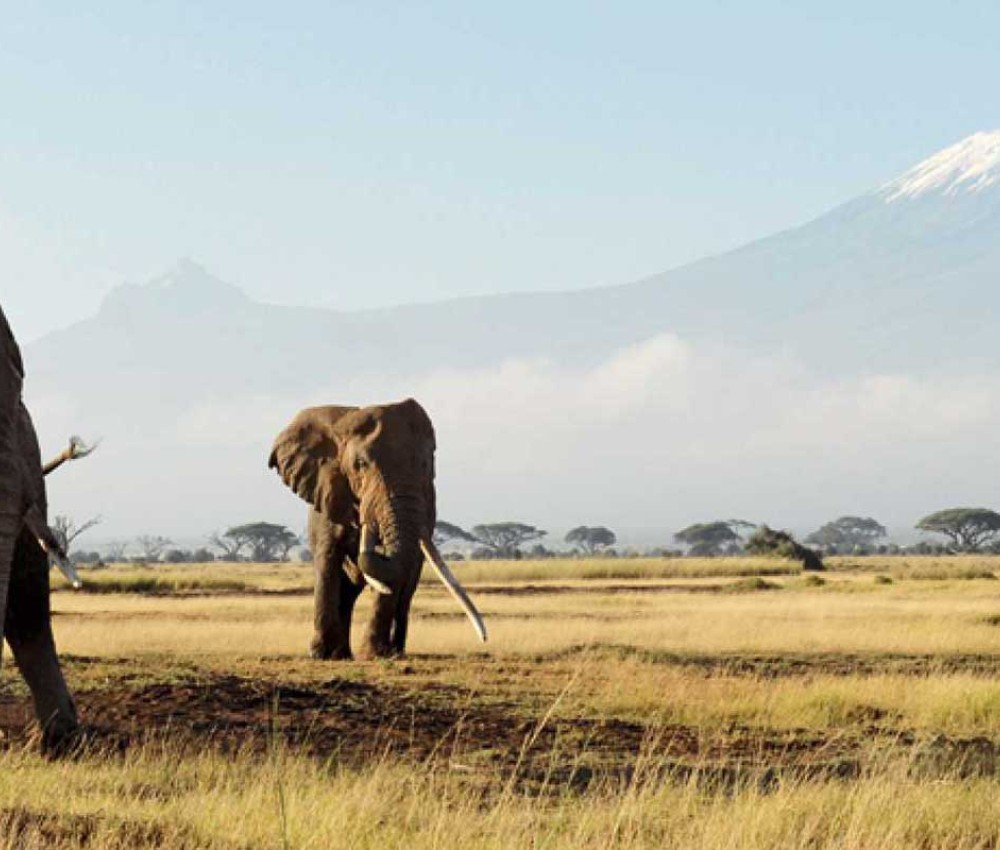 Mashujaa Weekend 3 Days Bush Safari | Masai Mara, Amboseli, Tsavo & Samburu