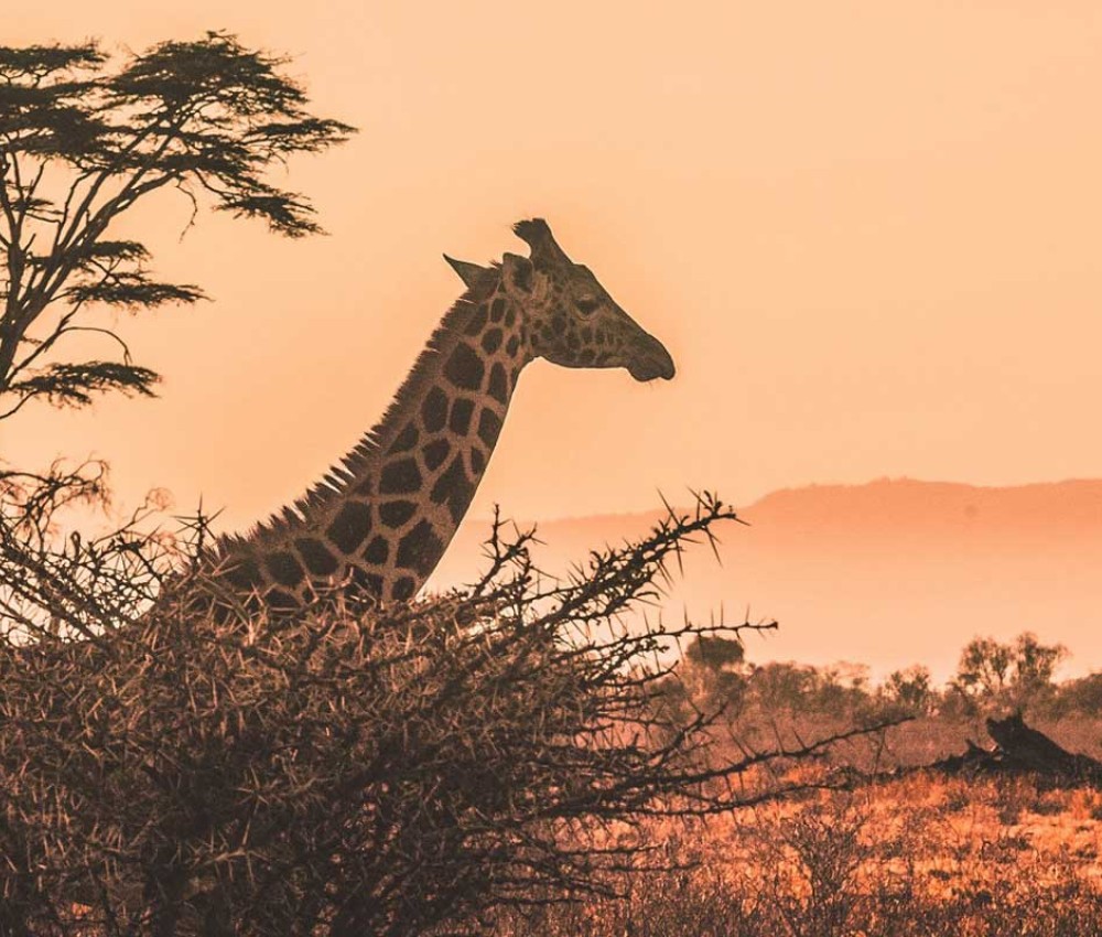 Tsavo 3 Days 2 Nights Safari Packages