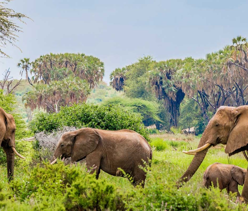 Samburu 3 Days 2 Nights Safari Package