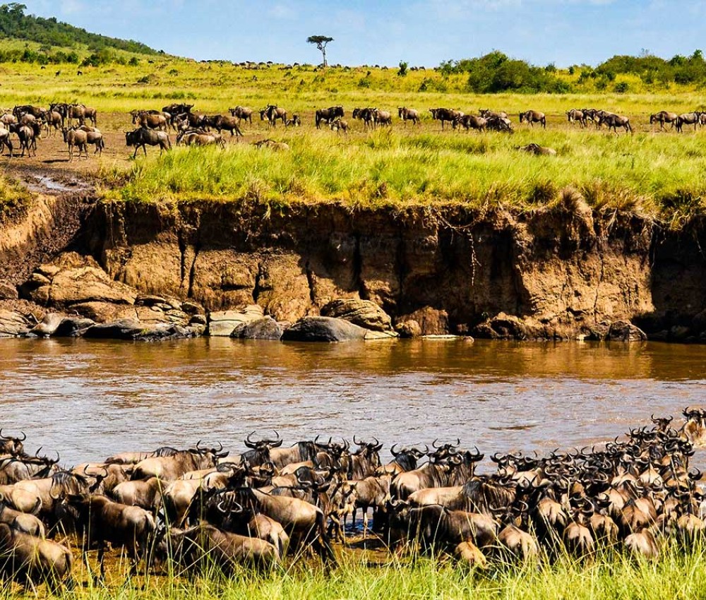 Masai Mara Wildebeest Migration Package | 3 Days & 2 Nights Deal | Migration 2023