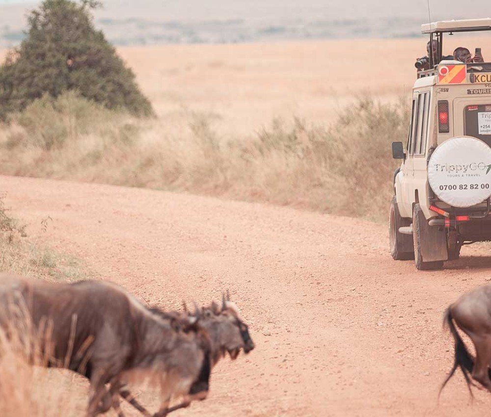 Bush Safari Christmas & New Year Packages | 3 Days & 2 Nights Deals | Masai Mara