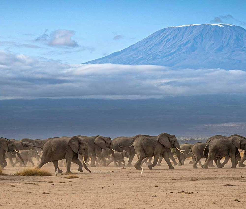 Classic Kenya Safari