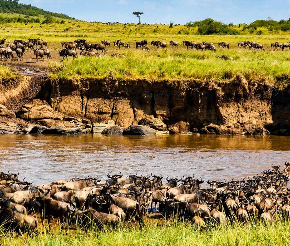 Non Residents Maasai Mara Packages | Group Joining Safari | 3 Days & 2 Nights