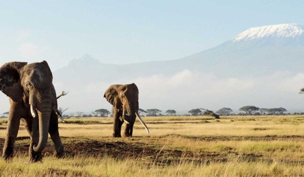 Mashujaa Weekend 3 Days Bush Safari | Masai Mara, Amboseli, Tsavo & Samburu