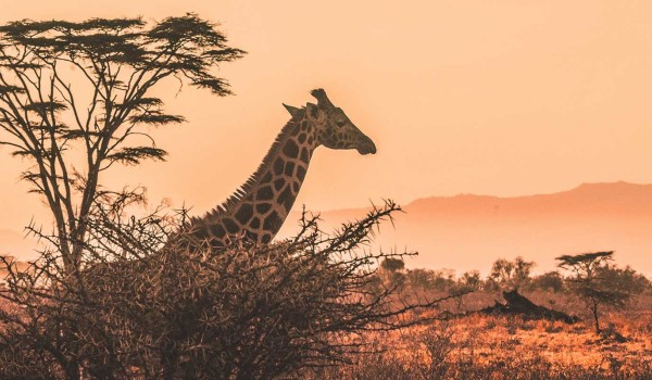 Tsavo 3 Days 2 Nights Safari Packages