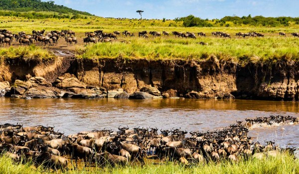 Masai Mara Wildebeest Migration Package | 3 Days & 2 Nights Deal | Migration 2023