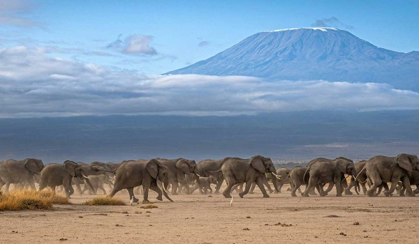 Classic Kenya Safari