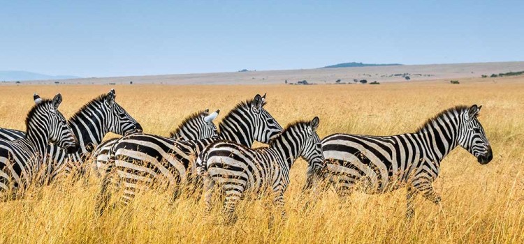 Kenya